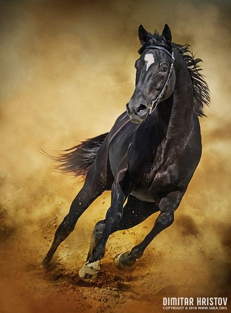 Black Horse – Running Wild photography photomanipulation featured equine photography animals  Photo Black Horses, Black Horse Running, Cai Sălbatici, Horse Running, Wild Animals Photography, Wild Photography, Photography Animals, Wild Animals Pictures, Most Beautiful Horses