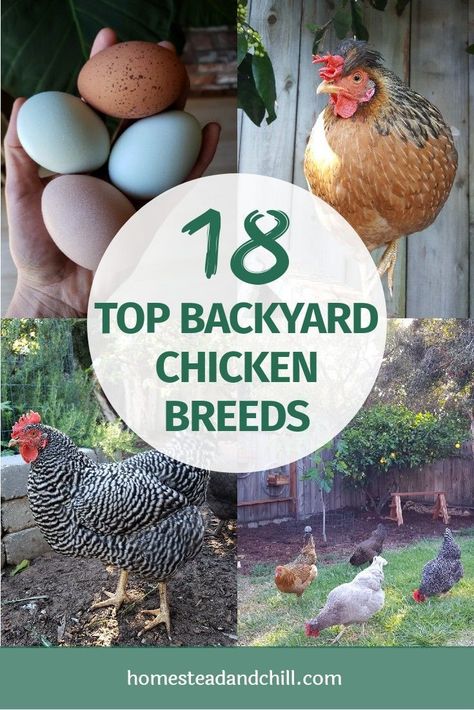 Chicken Breeds For Eggs, Best Laying Chickens, Chickens Backyard Breeds, Laying Chickens Breeds, Laying Chickens, Best Egg Laying Chickens, Egg Laying Chickens, Types Of Chickens, Backyard Chicken Coop Plans