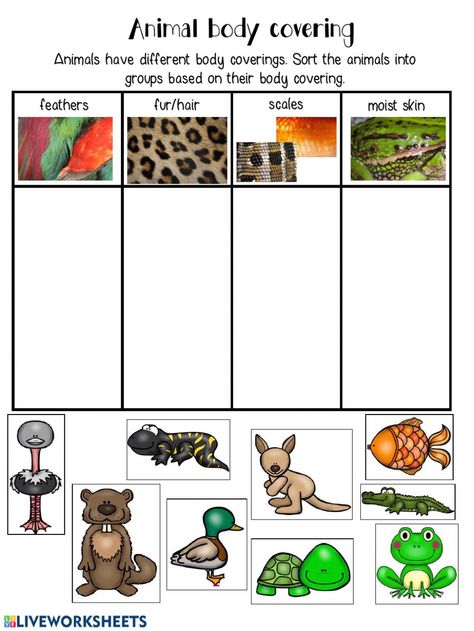 Animal Coverings Kindergarten, Insect Body Parts, Animal Coverings, Sorting Worksheet, Animal Features, Biological Science, Animal Body Parts, Boat Crafts, Farm Animals Theme