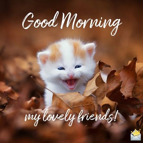 Good Morning Cat, Good Morning Handsome, Morning Cat, Good Morning Nature, Funny Good Morning Quotes, Morning Quotes Funny, Good Morning Beautiful Pictures, Good Morning My Love, Cute Good Morning Quotes