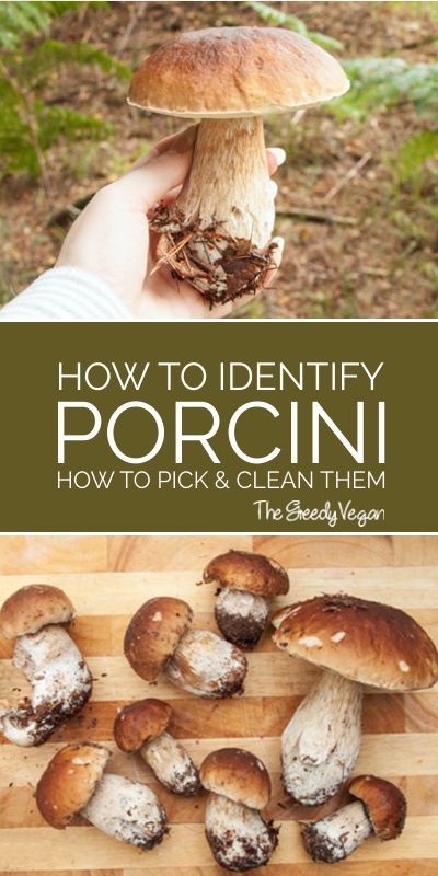 Essen, Permaculture, King Bolete Mushroom Recipe, Bolete Mushroom Recipe, Mushroom Harvesting, King Bolete Mushroom, Bolete Mushroom, Edible Wild Mushrooms, Mushroom Foraging