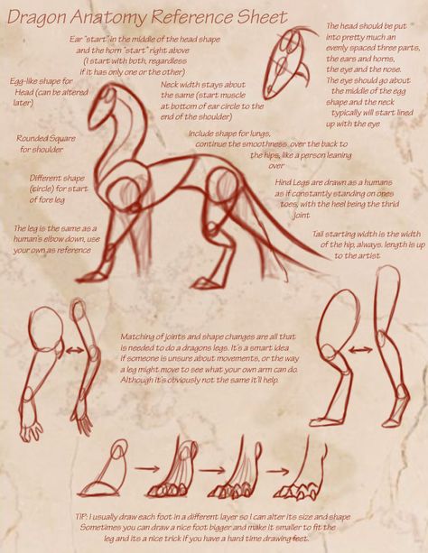 Dragon Anatomy Reference Sheet by KyriaDori on DeviantArt Dragon Anatomy, Creature Fantasy, Desen Realist, Dragon Sketch, Reference Sheet, Creature Drawings, Dragon Artwork, Anatomy Drawing, Dragon Drawing