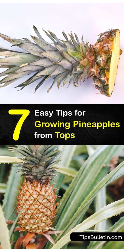 Growing Pineapple From Seed, Regrowing Pineapple Top, Pineapple Plant From Top, How To Grow A Pineapple Top, Regrow Pineapple Top, How To Plant Pineapple Top, How To Grow A Pineapple, How To Grow Pineapple, Growing A Pineapple From A Top