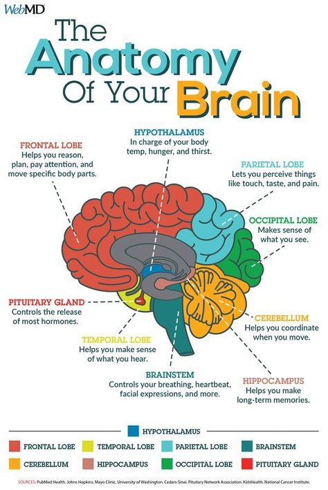 Medical Instagram, Brain Anatomy And Function, Brain Parts, Psychology Notes, Basic Anatomy And Physiology, Science Learning, Brain Facts, Brain Anatomy, Medical School Essentials