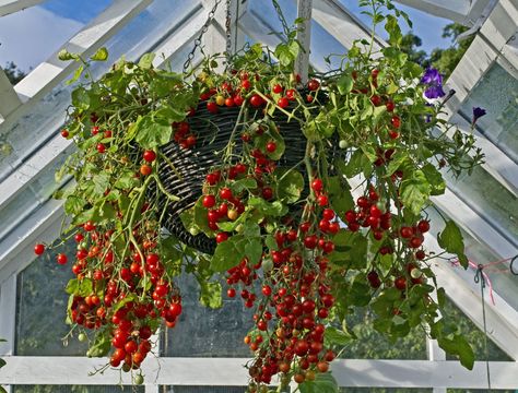 Tomato Hanging Basket, Hanging Tomato Plants, How To Grow Cherries, Growing Cherry Tomatoes, Tomato Planter, Cherry Tomato Plant, Tips For Growing Tomatoes, Growing Tomato Plants, Container Garden Design