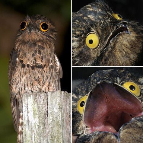 Potoo: The Funniest Looking Bird Ever Great Potoo, Potoo Bird, Cool Animals, Weird Birds, Nocturnal Birds, Animal Print Wallpaper, Exotic Bird, Funny Birds, Silly Animals