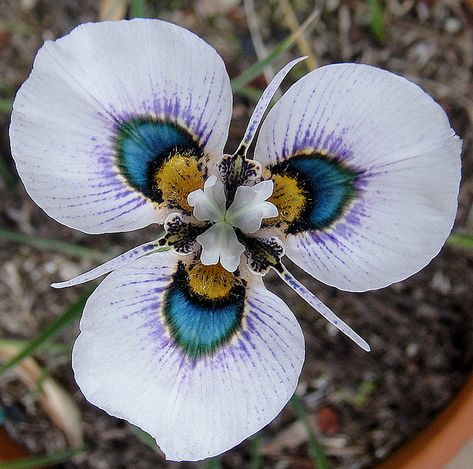 Peacock-Iris [Moraea villosa; Family: Iridaceae] - Flickr - Photo Sharing! Exotic Flowers, Peacock Flower, Orchid Seeds, Multi Colored Flowers, Unusual Plants, Unusual Flowers, Rare Flowers, Unique Flowers, Exotic Plants