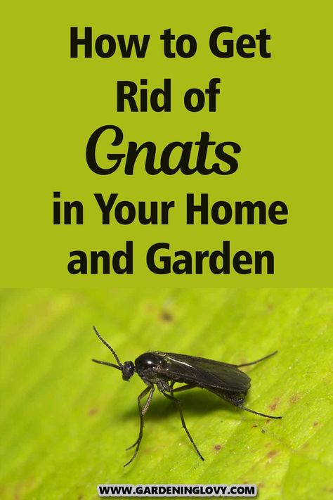 Find out what causes gnats, how to get rid of them and how to make sure the gnats don't return again in this post. How To Get Rid Of Gnats In Your House, Gnats Outside How To Get Rid Of, How To Get Rid Of Gnats Outside, How To Get Rid Of Gnats In The House, Gnats Get Rid Of In Kitchen, Kill Nats, Gnats In House Plants, Get Rid Of Gnats, Pest Spray