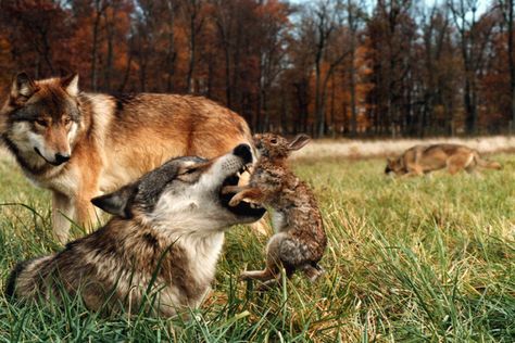 Rabbits, Wolves, Husky, Wolf And Rabbit, Indie Film, The Wolf, Feature Film, Filmmaking, Tv Series