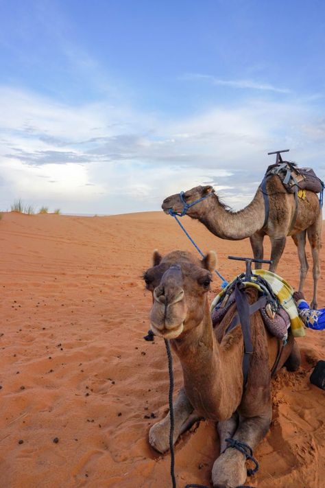 Ao Nang, Desert Luxury, Morocco Photography, Desert Sahara, Desert Photography, Desert Tour, Chicago Travel, Luxury Camping, Morocco Travel