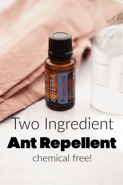 Essential Oil Bug Spray For Home, Essential Oil For Ants How To Get Rid, Essential Oils To Kill Ants, Any Repellent, Essential Oils Ants Repellant, Essential Oils To Get Rid Of Ants, Peppermint Spray For Bugs, Essential Oil For Ants, Ant Spray Essential Oils