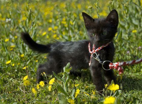 How To Make A Simple Cat Harness Out Of Rope In 8 Steps Instead of buying a harness, here’s how you can make your own cat harness in 8 steps. Step 1: Gather the Right Materials To make your harness, you’re going to need 4-6ft rope with some elasticity, a collar that fits your cat … How To Make A Cat Harness Out Of Rope, Paracord, or Ribbon Read More » Harness Training Cat, Diy Kitten Harness, Diy Cat Harness, Kitten Harness, Cat Tips, Small Hair Clips, Cat Harness, Diy Cat, Cat Training