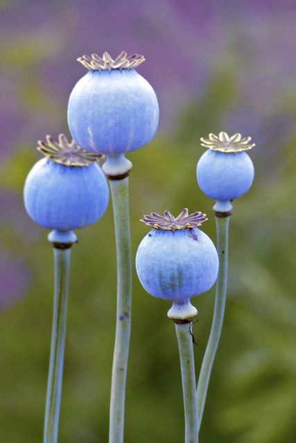 Poppy seed heads 2 | jane.renton | Flickr