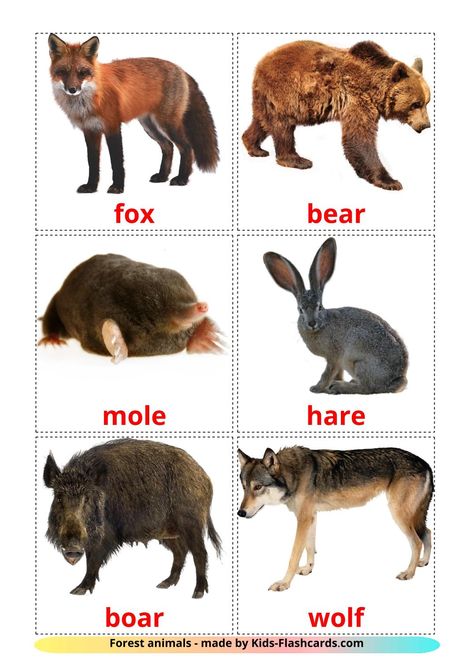 Free Forest animals Flashcards for Kids on English Language with Real Images Free Printable Forest Animal Pictures, Wild Forest Animals, Printable Animals Pictures, Wild Animals Flashcards, Printable Animal Pictures, Wild Animals Printable, Forest Animals Preschool, Animals Flashcards, English Flashcards