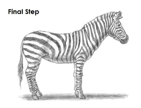 Zebra Drawing Final Zebra Drawing, Animal Tutorial, Drawing Instructions, Pencil Drawings For Beginners, Classroom Art Projects, Aesthetic Drawing, Sketches Easy, Animal Sketches, Learn How To Draw