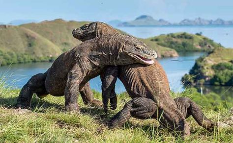 Komodo Dragons, Komodo National Park, Labuan, Dinosaur Facts For Kids, Giant Pig, Dragon Facts, Large Lizards, Komodo Island, Ancient Humans