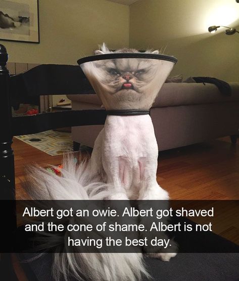 cat:  Albert got an owie. Albert got shaved and the cone of shame. Albert is not having the best day. Funny Animal Quotes, Funny Cat Photos, Funny Cats In Water, Beteg Humor, Cone Of Shame, Cute Animal Memes, Meme Gato, Funny Animal Jokes, Funny Cat Memes