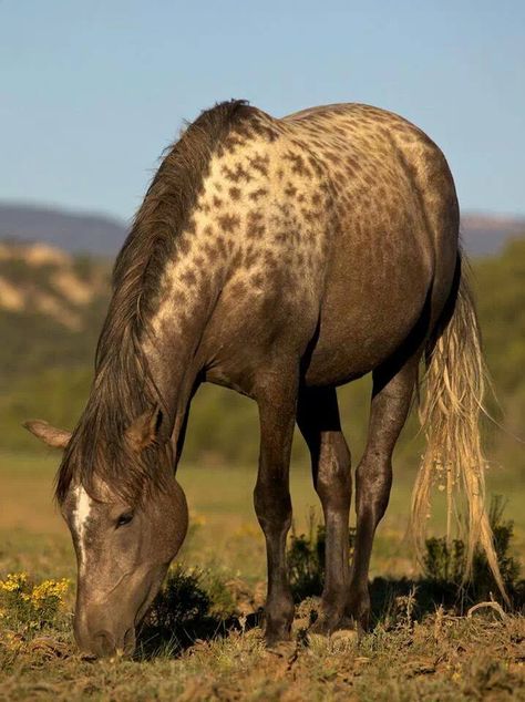 IF YOU SEE ANY MOVIE IN  2016 AND YOU  CARE ANYTHING FOR  MUSTANGS, THE EARTH ,OR ANYTHING . YOU MUST SEE UNBRANDED , IT IS STILL ON NETFLIX JAN 25TH 2016!!!!!!! Appaloosa Horses, Unusual Horse, Horse Markings, Cai Sălbatici, Rare Horses, Majestic Horse, All The Pretty Horses, Horse Crazy, Horse Life