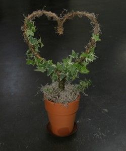 How to Create a Simple Ivy Heart Topiary Climbing Roses, Urban Gardening, Heart Topiary Diy, Heart Topiary, Ivy Topiary, Ivy Plants, Diy Raised Garden, New Heart, Love Garden