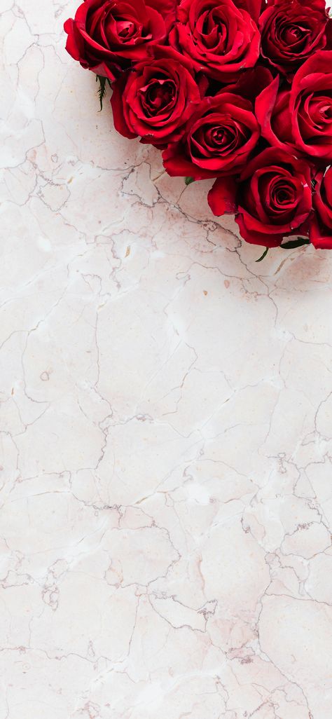 One Rose Aesthetic, Back Round Wallpapers, Classy Background Wallpapers, Romantic Wallpaper Backgrounds, Rose Background Wallpapers, Rose Background Aesthetic, Red Roses Wallpaper Iphone, Classy Iphone Wallpaper, Classy Wallpaper Iphone