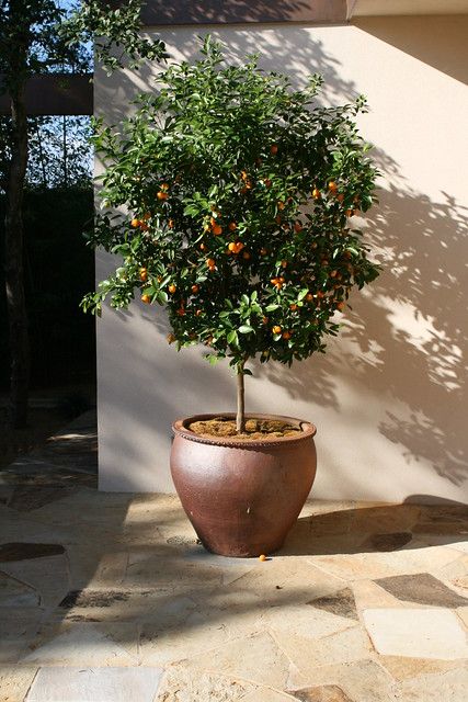 Potted Fruit Trees, Moroccan Garden, Arizona Backyard, Citrus Tree, Balkon Decor, Citrus Garden, Citrus Trees, Potted Trees, Mediterranean Garden