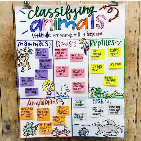 Amy Hoffmann (@thatteachingspark) • Instagram photos and videos Types Of Vertebrates, Animal Classification Activity, Classifying Animals, Zoo Trip, Science Anchor Charts, Animal Lessons, Animal Classification, Animal Adaptations, First Grade Science