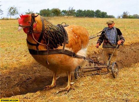 Plowing fields chicken hen Funny Dog Pictures, Funny Baby Images, American Funny Videos, Funny Dresses, Best Funny Photos, Funny Dog Photos, Funny Pictures For Kids, Big Animals, Funny News