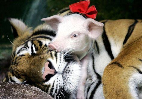 Tiger & Pig Cuddling Odd Animal Couples, Unlikely Animal Friends, Unusual Animal Friendships, Unlikely Friends, Animals Friendship, Baby Pigs, Unusual Animals, Weird Animals, Animals Friends