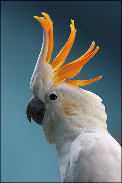 Citron Crested Cockatoo Australian Cockatoo, Australian Parrots, Regard Animal, Fire Extinguishers, Australian Birds, Fire Protection, Australian Animals, Exotic Birds, Bird Pictures