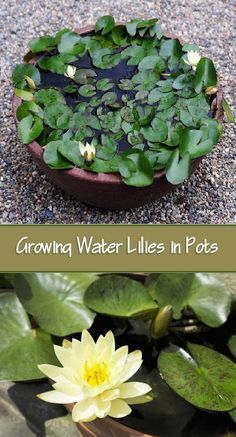 Flower Art Project, Grow Plants In Water, How To Grow Plants, Plants In Water, Small Water Gardens, Fish Pond Gardens, Container Water Gardens, Organic Gardening Pest Control, Indoor Water Garden