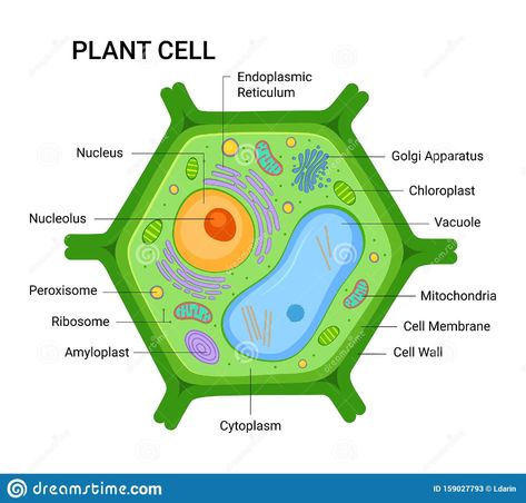 Plant Cell Drawing, Typical Plant Cell, Plant Cell Parts, Animal Cell Drawing, Plant Cell Labeled, Cell Anatomy, Anatomy Structure, Plant Cell Project, Golgi Apparatus