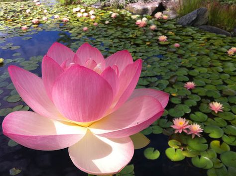 Pink Lotus in Sea of Waterlilies #waterlilies #lilies #gardening #watergarden #koipond Lotus Flower Meaning, Lotus Flower Wallpaper, Lotus Flower Pictures, Nelumbo Nucifera, Lotus Plant, Lotus Flower Art, Lily Lotus, Aquatic Plant, Lotus Art