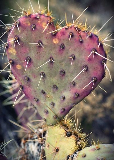 Prickly pear cactus in the shape of a heart. Nature, Desert Plants, Prickly Pear Flowers, Cactus Heart, Cactus Ceramic, Heart In Nature, Making Plant Pots, Pear Cactus, Prickly Pear Cactus