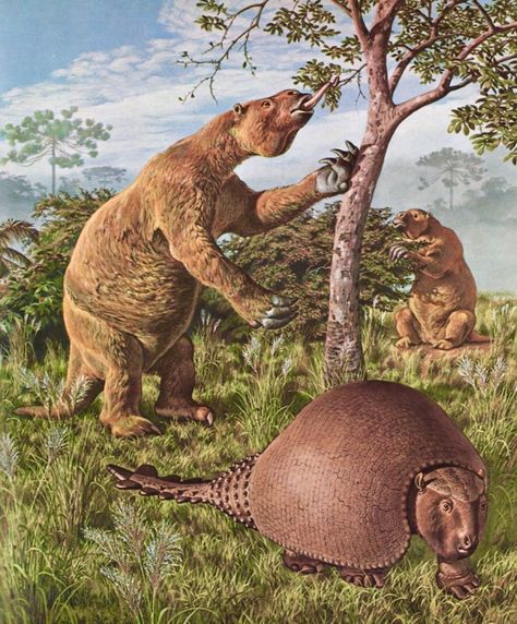 The extinct giant ground sloth Megatherium and the horned glyptodont  Panochthus in prehistoric South America. Both animals would eventually migrate into North America. Nature Library, Prehistoric Painting, Giant Sloth, Prehistoric Mammals, Ground Sloth, Prehistoric Wildlife, Prehistoric World, Ancient Animals, Prehistoric Art