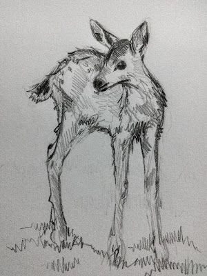 Deer In Winter Forest, Deer In A Forest, Forest Animal Sketches, Doe Drawings Sketches, Male Deer Drawing, Fawn Drawing Sketches, Deer Reference Drawing, Doe Deer Drawing, Fawn Drawing Reference