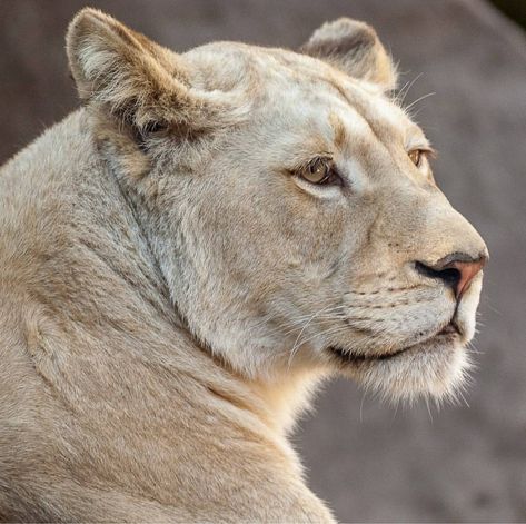 Lucus.L8photos Instagram. White lioness. Superb. Animals, Big Cats, White Lioness, White Lion, Instagram White, Animal Photography, Animal Drawings, Eye Candy, Lion