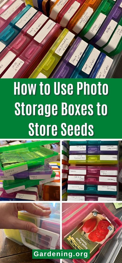 How to Use Photo Storage Boxes to Store Seeds Seed Box Ideas, Photo Storage Boxes, Storing Seeds, Organize Seeds, Photo Storage Box, Photo Box Storage, Picture Storage, Box Hacks, File Folder Labels