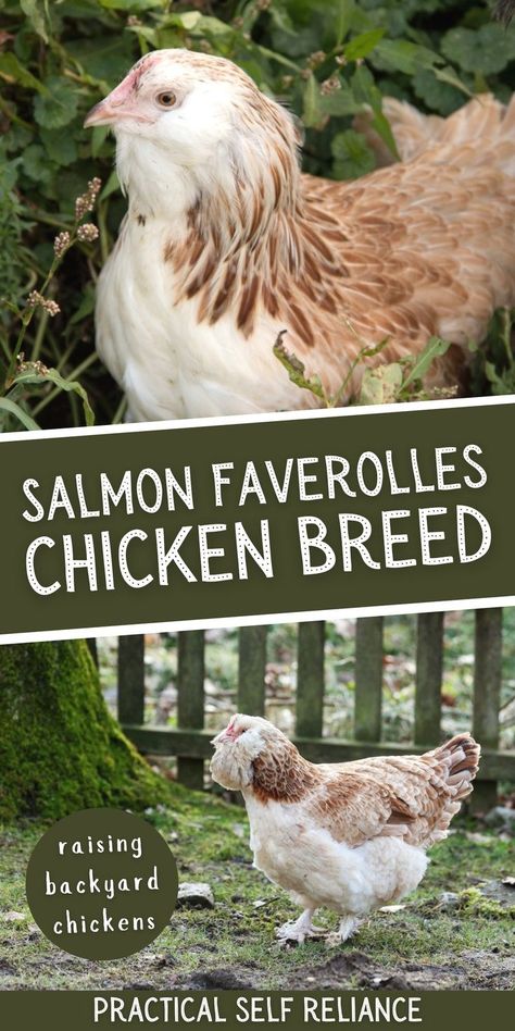 Faverolle Chickens, Faverolles Chicken, Salmon Faverolle, Chicken Breeds For Eggs, Chicken Egg Colors, Backyard Homestead, Colored Feathers, Backyard Coop, Best Egg Laying Chickens