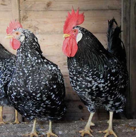 anconas | anconas anconas Capoeira, Ancona Chicken, Chicken Pics, Big Rooster, Laying Chickens Breeds, Rooster Breeds, Duck Breeds, White Egg, Egg Laying Chickens