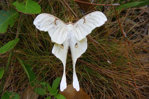 Luna Moth by B A Bowen Photography, via Flickr Leucistic Luna Moth, Luna Moth Wings Drawing, Luna Moth Aesthetic, White Luna Moth, Moth Photography, Pretty Moths, Moth Aesthetic, Bug Photography, White Moth