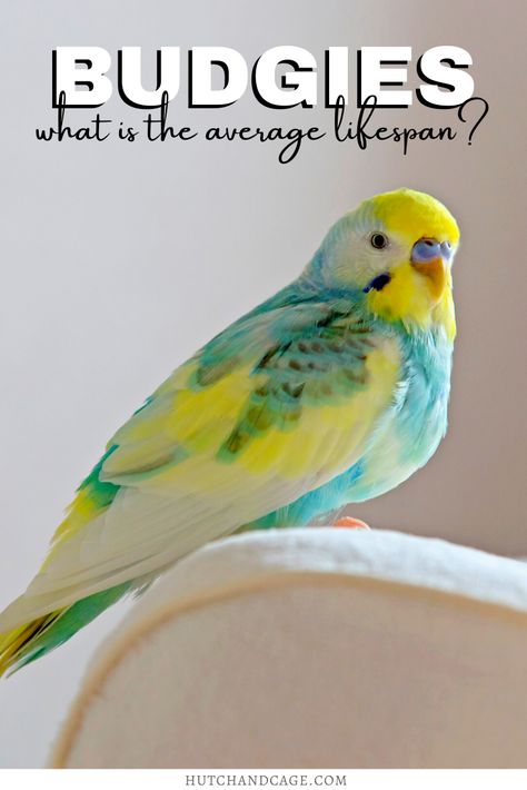 Parakeet Colors Budgies, House Birds Pets, Budgie Care Tips, Budgie Cage Ideas, Budgie Tips, Show Budgies, Budgie Cage Setup, Birds As Pets, Budgie Care