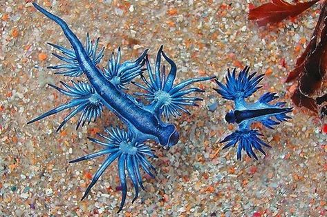 10 Cute, Beautiful but Surprisingly Dangerous Animals Blue Sea Slug, Glaucus Atlanticus, Blue Dragons, Bizarre Animals, Creature Marine, Photo Animaliere, Sea Slugs, Molluscs, Sea Slug