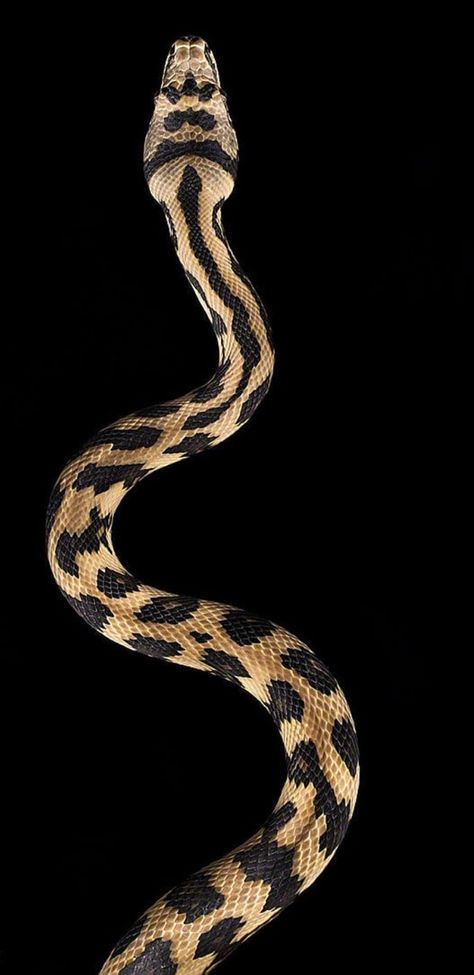 Medicine Branding, Snake Background, Snake Photography, Carpet Python, Snake Wallpaper, My Camera Roll, Python Snake, Iphone Lockscreen Wallpaper, Beautiful Snakes