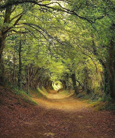 Tree Tunnel in Halnaker, England | ©  Follow @fantasy_globe Nanowrimo Inspiration, Tree Tunnel, Tunnel Of Love, England Photography, Uk Photography, Photography Competitions, Nature Travel, Nature Photos, Great Photos