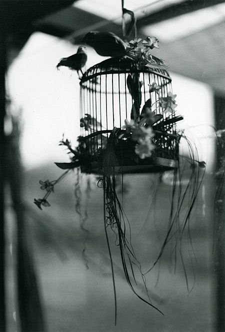 The cage. by gloeckchen on DeviantArt Robert Frank, Cage Aesthetic, Bird In A Cage, Visual Poetry, Bird Cages, Bird Cage, Black Bird, Beautiful Photography, Dark Aesthetic