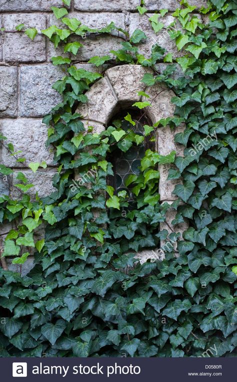 Ancient castle window, stone wall, covered with green ivy Stock Photo - Alamy Stone Wall Photography, Ivy On Stone Wall, Stone Wall With Plants, Castle Window Drawing, Stone Wall Illustration, Cottagecore Yearbook, Stone Wall Aesthetic, Ivy Wall Bedroom, Ivy On Wall