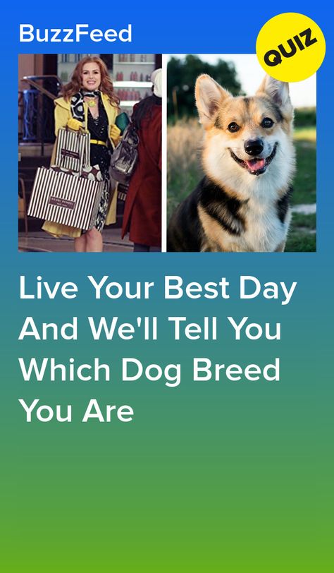 Dog Breed Quiz, Cute Big Dogs, Dog Quiz, Quiz Buzzfeed, Big Dog Breeds, Dog Suit, Dog Insurance, Dog Personality, What Dogs