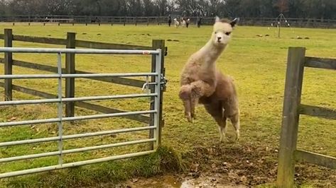 Funny Farm Animals Videos, Farm Animal Videos, Funny Farm Animals, Raising Farm Animals, Ballet Painting, Happy Farm, Animals Videos, Funny Farm, Modern Pet