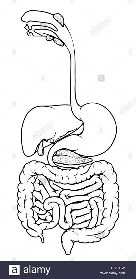 Black and white illustration of the human digestive system, digestive Stock Photo - Alamy Human Organ Diagram, Digestive System Project, Digestive System Model, Digestive System Diagram, The Human Digestive System, Digestive System Anatomy, Biology Diagrams, Heart Diagram, Medical Drawings