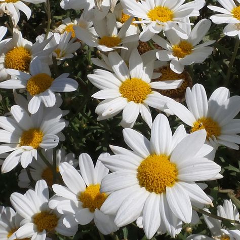 argyranthemum_pure_white_butterfly_marguerite_daisy_gc_argwb_01 Planting Sunflowers, Sunflowers And Daisies, Bridesmaid Favors, White Sunflowers, Container Design, Future Mrs, Bachelorette Party Decorations, Tall Plants, Birth Month Flowers